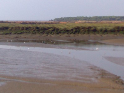 2006_03_02_carril_bici_la_bota_huelva_marisma.jpg