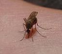120px-mosquito_closeup.thumbnail.jpg