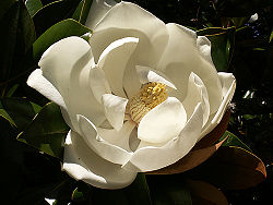 250px-magnolia_grandiflora1stuart_yeates.jpg