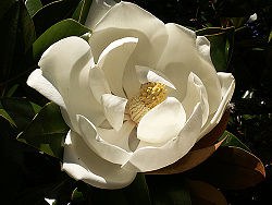 250px-magnolia_grandiflora1stuart_yeates.jpg