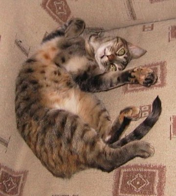 gatita-sofa.jpg