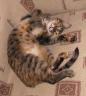 gatita-sofa.thumbnail.jpg