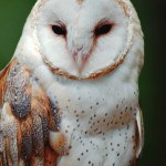 wildlife_barn_owl-150x150.jpg