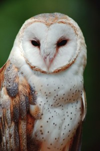 wildlife_barn_owl-200x300.jpg