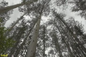 bosque-de-eucaliptos-300x200.jpg