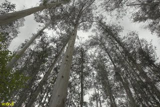 bosque-de-eucaliptos.jpg