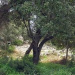 encina-150x150.jpg