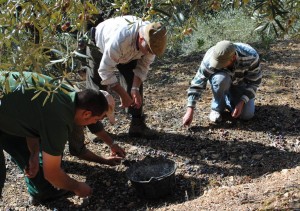 jornaleros-aceituna-300x211.jpg