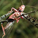 langosta-plaga1-150x150.jpg