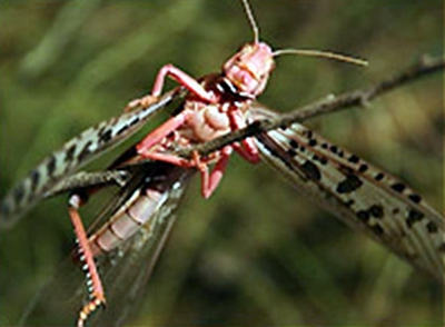 langosta-plaga1.jpg