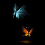 mariposas-150x150.jpg