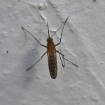 mosquito2-150x150.jpg
