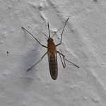 mosquito2-150x150.jpg