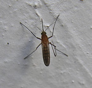 mosquito2-300x288.jpg