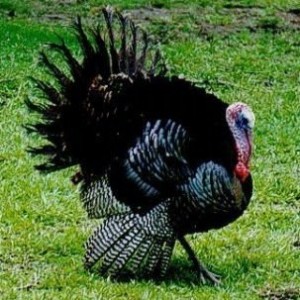 pavo-300x300.jpg