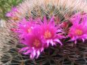 dia-isla-cristina-ycasa-cactus-051.miniatura.jpg