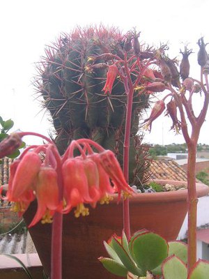 dia-isla-cristina-ycasa-cactus-062.jpg