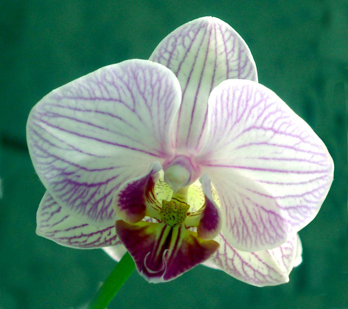 orquidea.jpg