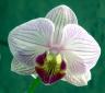 orquidea.miniatura.jpg