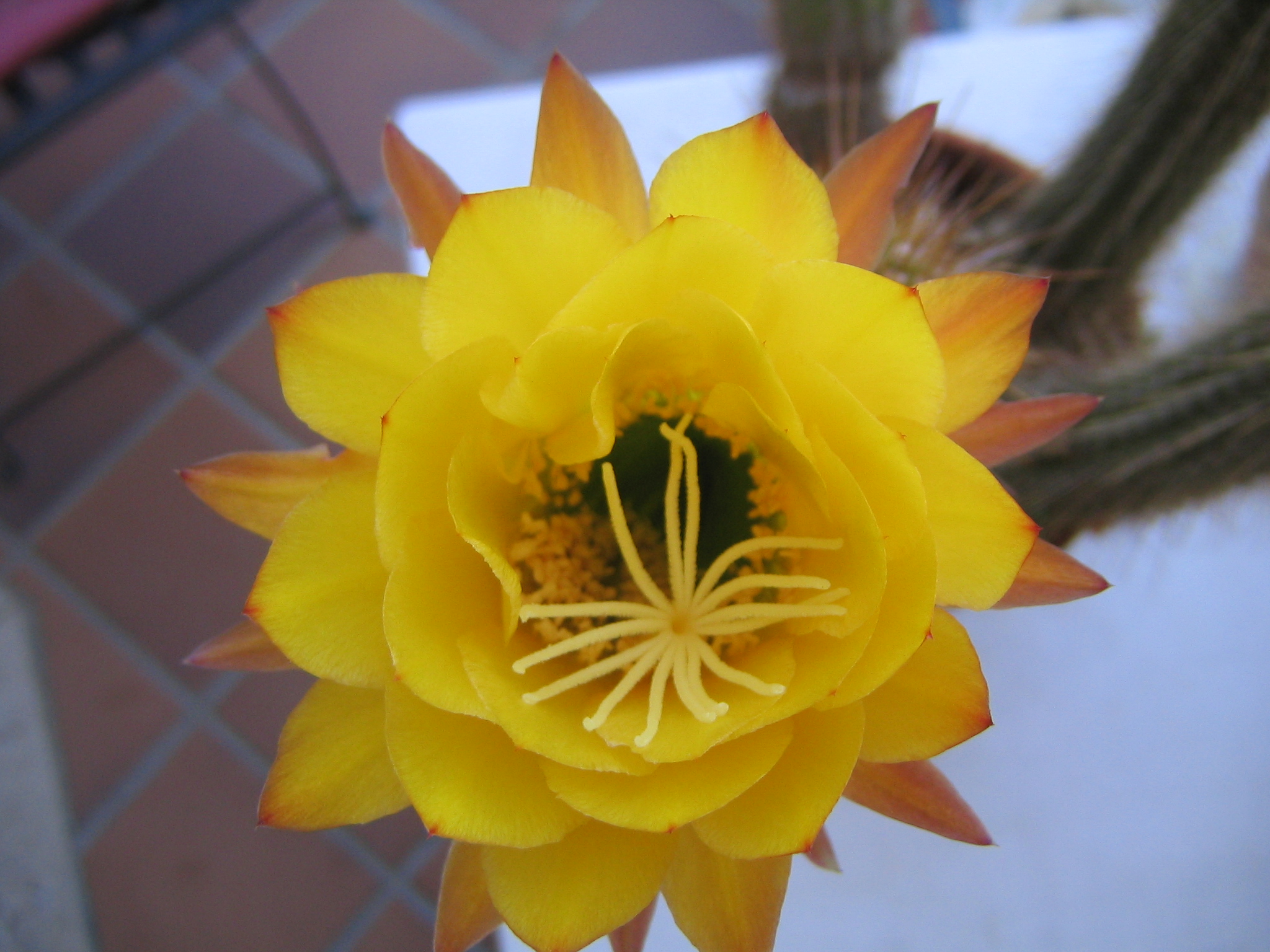 zoo-marine-y-cactus-junio-2006-036.jpg