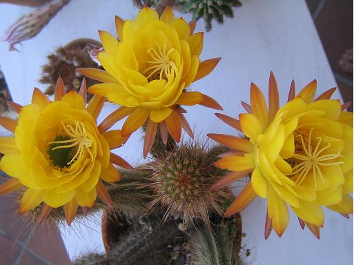 zoo-marine-y-cactus-junio-2006-037.jpg